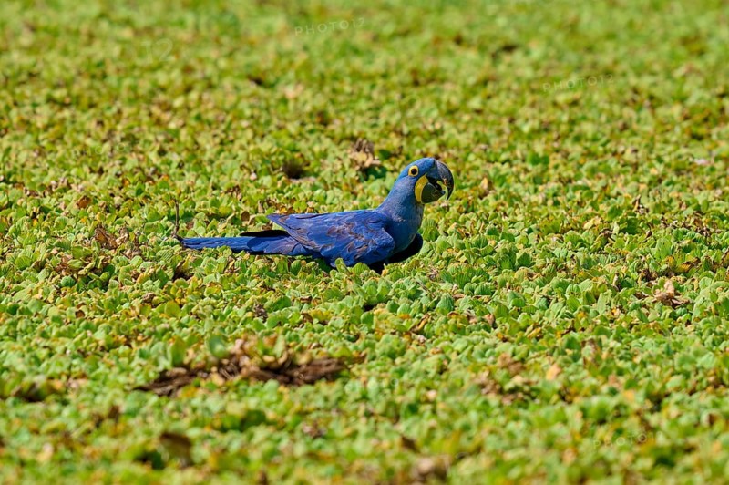 A blue parrot sits quietly in a dense green shore area of a lake with water lettuce and drinks water, Hyacinth Macaw (Anodorhynchus hyacinthinus), Pantanal, UNESCO Biosphere Reserve, World Heritage Site, Mato Grosso, Brazil