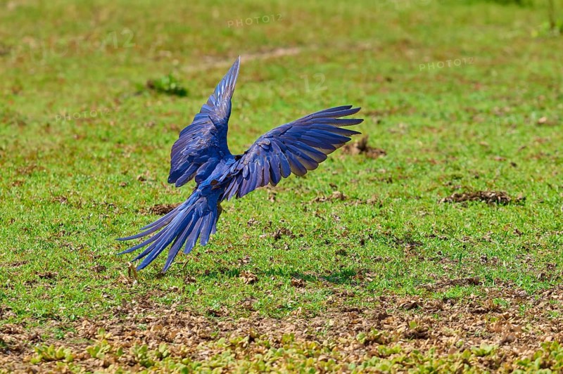Blue parrot flies with outstretched wings over a green meadow, Hyacinth Macaw (Anodorhynchus hyacinthinus), Pantanal, UNESCO Biosphere Reserve, World Heritage Site, Mato Grosso, Brazil