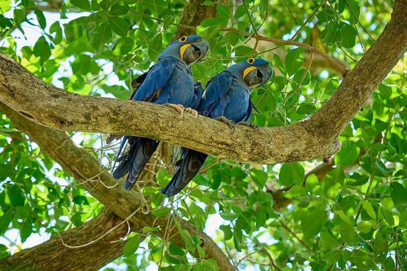 Two parrots camping together on a tree branch in the greenery, Hyacinth Macaw (Anodorhynchus hyacinthinus), Pantanal, UNESCO Biosphere Reserve, World Heritage Site, Mato Grosso, Brazil