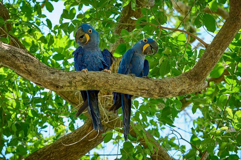 Two blue parrots sitting close together on a branch in the greenery, Hyacinth Macaw (Anodorhynchus hyacinthinus), Pantanal, UNESCO Biosphere Reserve, World Heritage Site, Mato Grosso, Brazil