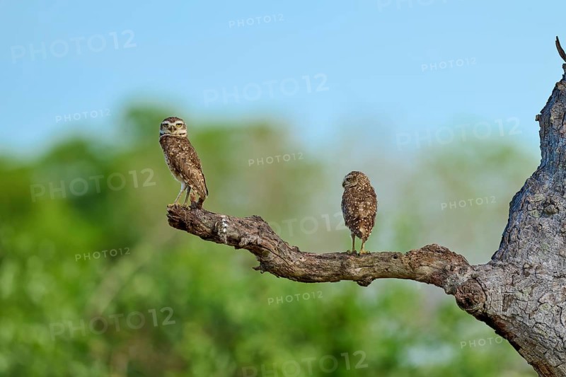 Two owls sitting on a branch in front of a blurred green background under a blue sky, Burrowing Owl (Athene cunicularia), Pantanal, UNESCO Biosphere Reserve, World Heritage Site, Mato Grosso, Brazil