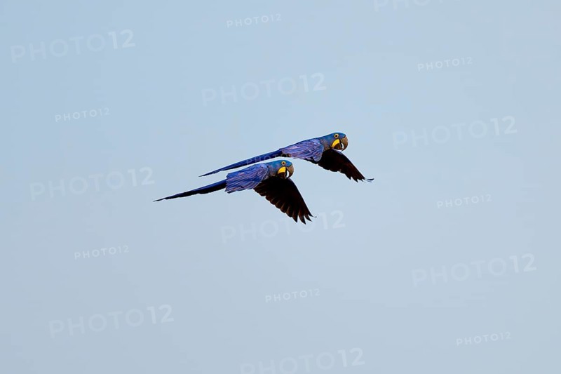 Two flying Hyacinth Macaws in front of a bright blue sky, symbolising freedom in nature, Hyacinth Macaw (Anodorhynchus hyacinthinus), Pantanal, UNESCO Biosphere Reserve, World Heritage Site, Mato Grosso, Brazil