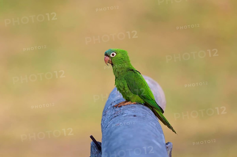 Green parrot sitting in quiet contemplation on a railing in peaceful surroundings, Blue-headed Parakeets or Sharp-tailed Parakeets (Psittacara acuticaudatus), Pantanal, UNESCO Biosphere Reserve, World Heritage Site, Mato Grosso, Brazil