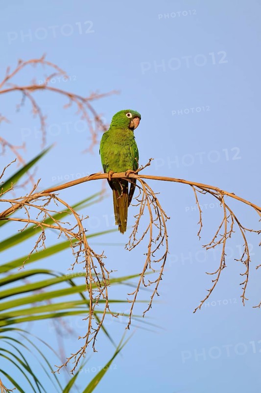 Green parrot sitting alertly on a branch with clear sky in the background, Blue-headed Parakeets or Sharp-tailed Parakeets (Psittacara acuticaudatus), Pantanal, UNESCO Biosphere Reserve, World Heritage Site, Mato Grosso, Brazil