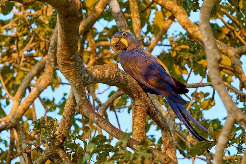 A parrot resting on a branch during the golden hour surrounded by leaves, Hyacinth Macaw (Anodorhynchus hyacinthinus), Pantanal, UNESCO Biosphere Reserve, World Heritage Site, Mato Grosso, Brazil