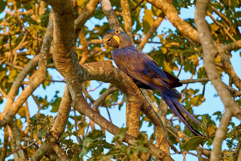 A parrot sits on a branch in the sunlight, surrounded by green leaves, Hyacinth Macaw (Anodorhynchus hyacinthinus), Pantanal, UNESCO Biosphere Reserve, World Heritage Site, Mato Grosso, Brazil