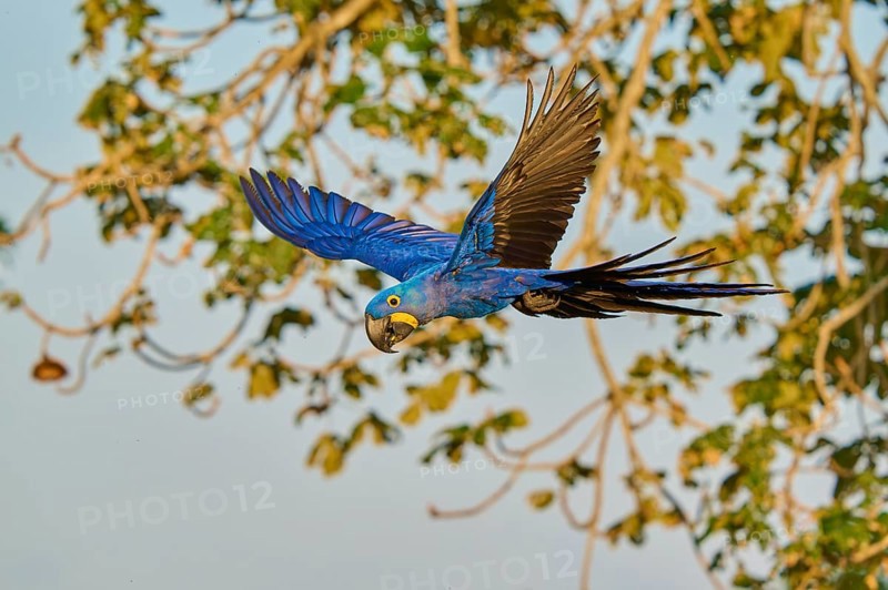 Blue parrot in flight in front of a tree in the background, Hyacinth Macaw (Anodorhynchus hyacinthinus), Pantanal, UNESCO Biosphere Reserve, World Heritage Site, Mato Grosso, Brazil