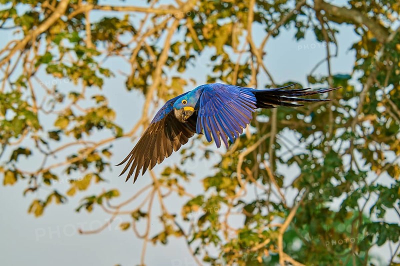 A blue parrot flies in front of trees in the background, Hyacinth Macaw (Anodorhynchus hyacinthinus), Pantanal, UNESCO Biosphere Reserve, World Heritage Site, Mato Grosso, Brazil