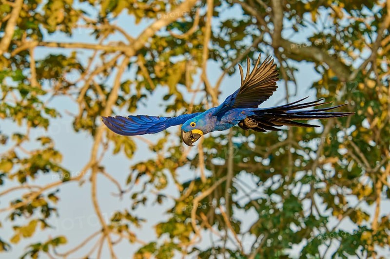 A blue parrot flies against a background of trees, Hyacinth Macaw (Anodorhynchus hyacinthinus), Pantanal, UNESCO Biosphere Reserve, World Heritage Site, Mato Grosso, Brazil