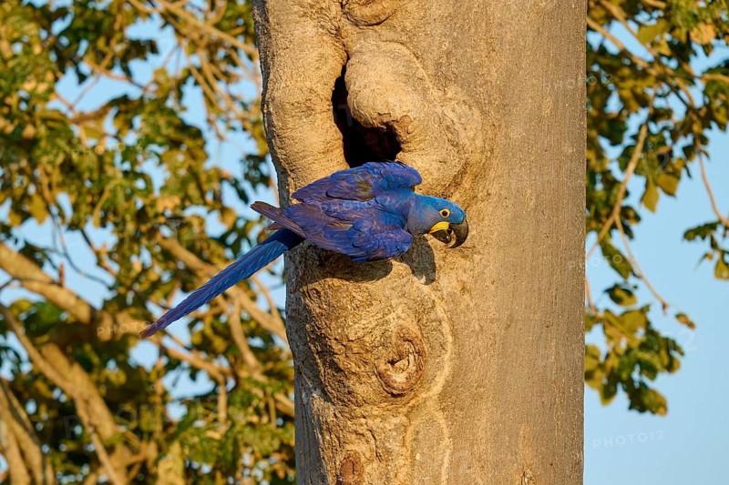A blue parrot sitting on a tree trunk in front of a breeding den in sunny weather, Hyacinth Macaw (Anodorhynchus hyacinthinus), Pantanal, UNESCO Biosphere Reserve, World Heritage Site, Mato Grosso, Brazil