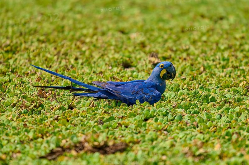 A blue parrot rests relaxed in a green shore area of a lake with water lettuce and drinks water, Hyacinth Macaw (Anodorhynchus hyacinthinus), Pantanal, UNESCO Biosphere Reserve, World Heritage Site, Mato Grosso, Brazil