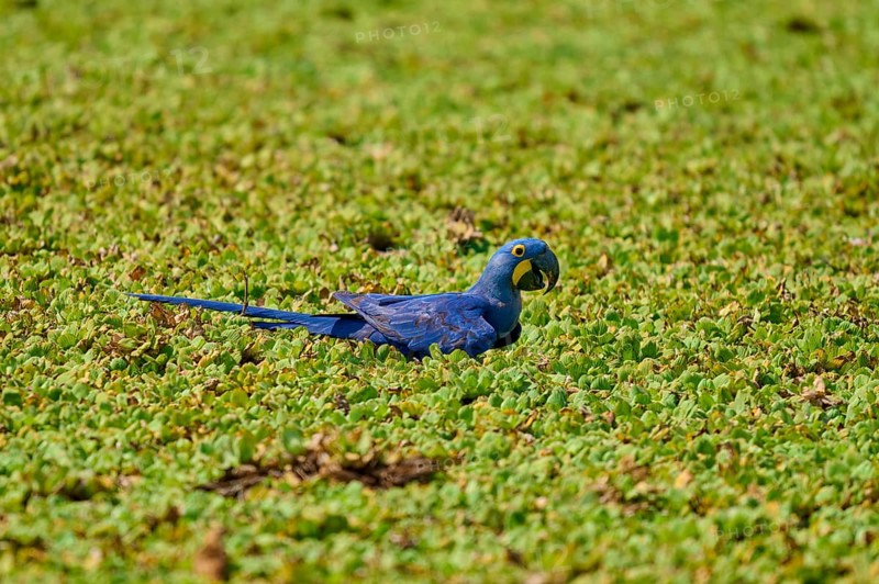 Calm resting of a blue parrot on green, shore area of a lake with water lettuce and drinking water, Hyacinth Macaw (Anodorhynchus hyacinthinus), Pantanal, UNESCO Biosphere Reserve, World Heritage Site, Mato Grosso, Brazil
