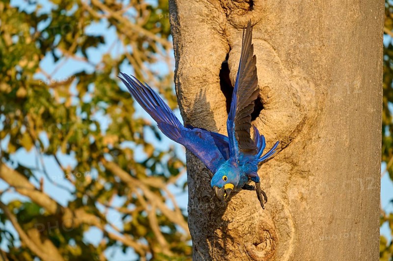 A blue parrot flies away from a nesting hole in a tree trunk, Hyacinth Macaw (Anodorhynchus hyacinthinus), Pantanal, UNESCO Biosphere Reserve, World Heritage Site, Mato Grosso, Brazil