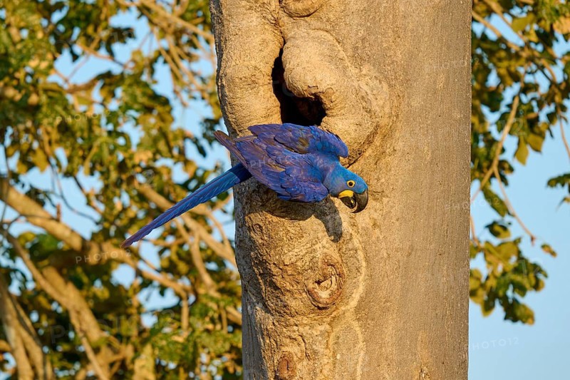 A blue parrot clings to a tree trunk in front of an open-air breeding den, Hyacinth Macaw (Anodorhynchus hyacinthinus), Pantanal, UNESCO Biosphere Reserve, World Heritage Site, Mato Grosso, Brazil