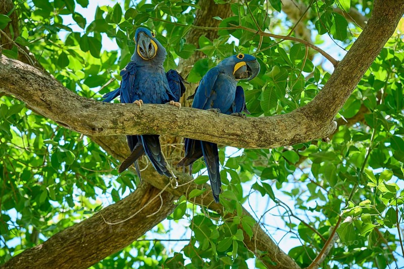 Pair of blue parrots on a high branch, surrounded by dense green foliage, Hyacinth Macaw (Anodorhynchus hyacinthinus), Pantanal, UNESCO Biosphere Reserve, World Heritage Site, Mato Grosso, Brazil
