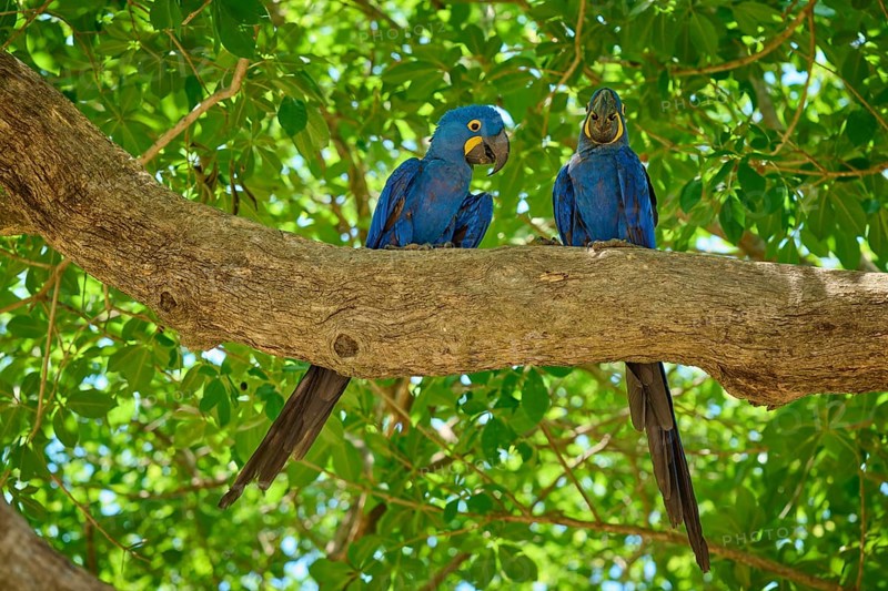 Two blue parrots resting on a thick tree trunk, surrounded by shade and foliage, Hyacinth Macaw (Anodorhynchus hyacinthinus), Pantanal, UNESCO Biosphere Reserve, World Heritage Site, Mato Grosso, Brazil