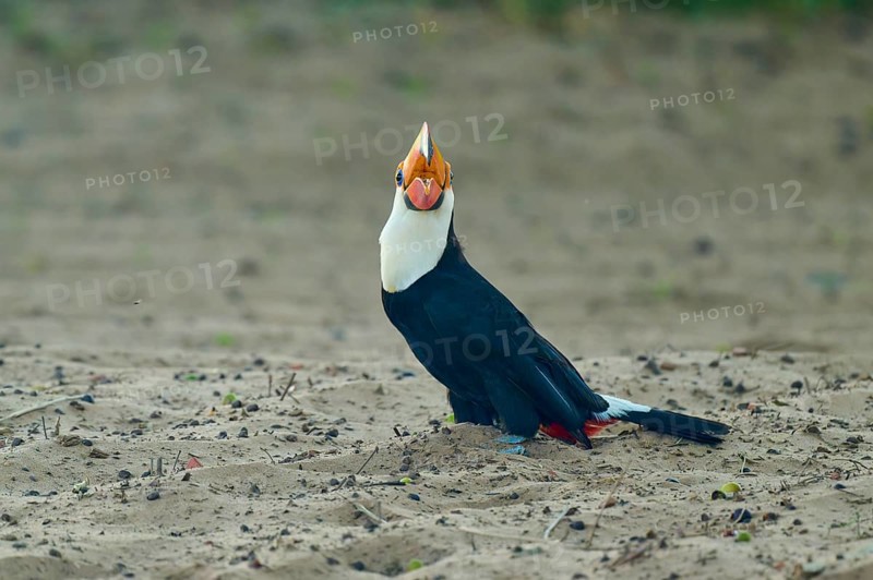 A toucan sits on sandy ground, its colourful beak is striking, giant toucan (Ramphastos toco), Pantanal, UNESCO Biosphere Reserve, World Heritage Site, Mato Grosso, Brazil