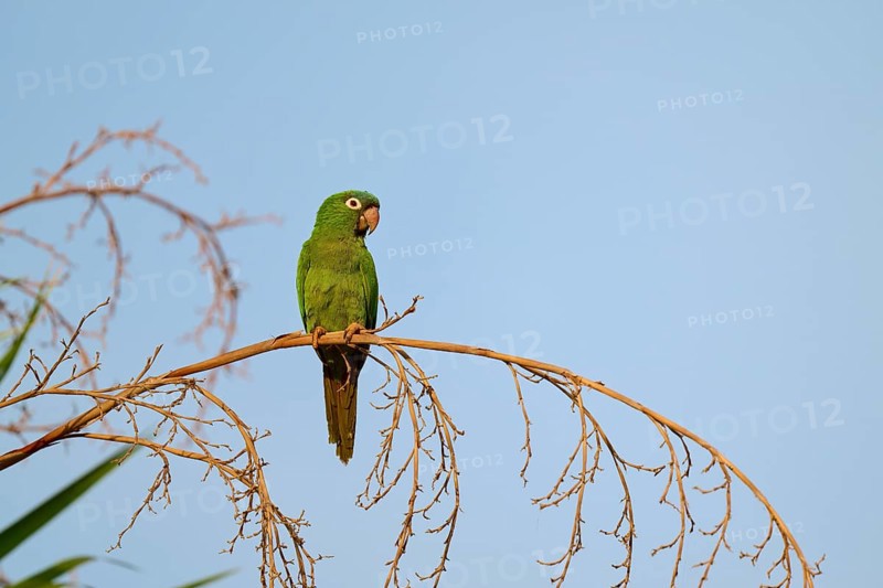 Green parrot sitting peacefully on a branch with blue sky in the background, Blue-headed Parakeets or Sharp-tailed Parakeets (Psittacara acuticaudatus), Pantanal, UNESCO Biosphere Reserve, World Heritage Site, Mato Grosso, Brazil