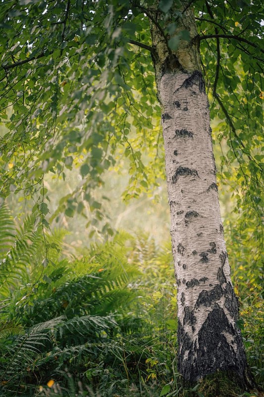 Birch (Betula sp.), white birch trunk with dark bark markings in fern undergrowth, soft diffuse light with slight backlighting and calm, green forest atmosphere, Dortmund, North Rhine-Westphalia, Germany