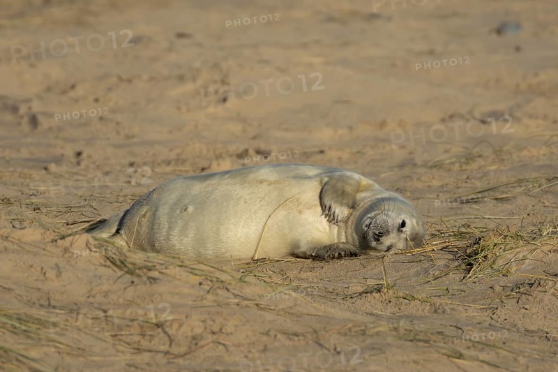 Grey seal (Halichoerus grypus) juvenile baby pup animal resting on a sand dune by a beach in winter, England, United Kingdom