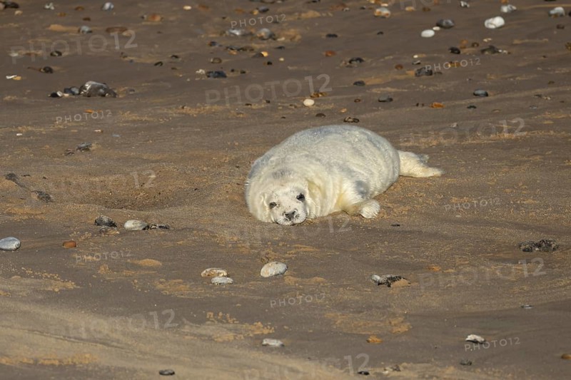 Grey seal (Halichoerus grypus) juvenile baby pup animal sleeping on the sand of a beach in winter, England, United Kingdom