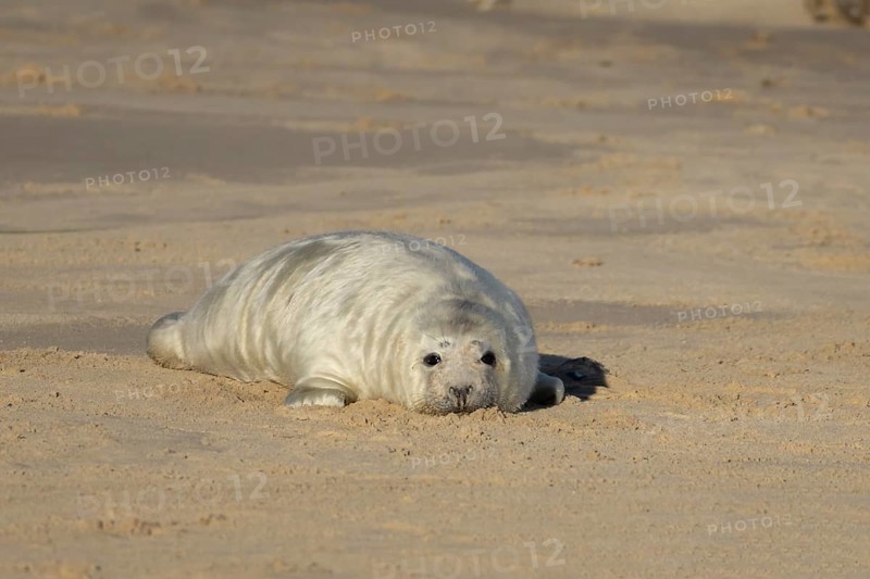 Grey seal (Halichoerus grypus) juvenile baby pup animal resting on the sand of a beach in winter, England, United Kingdom
