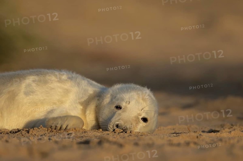Grey seal (Halichoerus grypus) juvenile baby pup animal sleeping on a sand dune on a beach in winter, England, United Kingdom