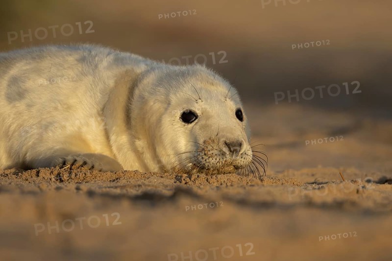 Grey seal (Halichoerus grypus) juvenile baby pup animal resting on a sand dune by a beach in winter, England, United Kingdom