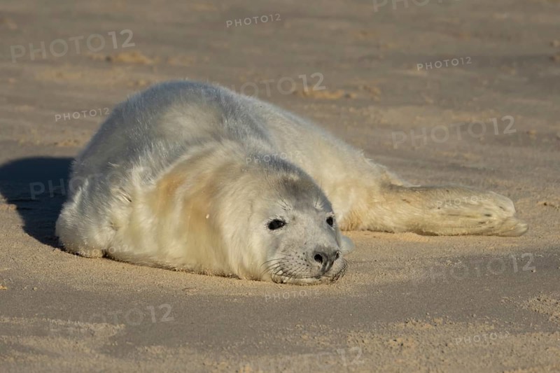 Grey seal (Halichoerus grypus) juvenile baby pup animal resting on a sandy beach in winter, England, United Kingdom