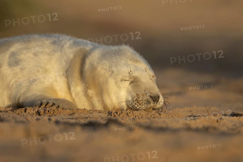 Grey seal (Halichoerus grypus) juvenile baby pup animal sleeping on a sand dune on a beach in winter, England, United Kingdom