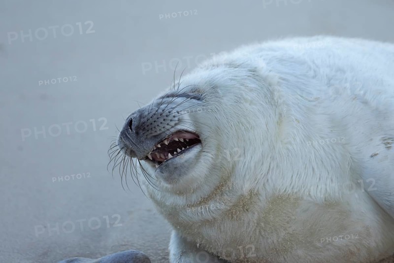 Grey seal (Halichoerus grypus) sleepy juvenile baby pup animal yawning on a sandy beach in winter, England, United Kingdom