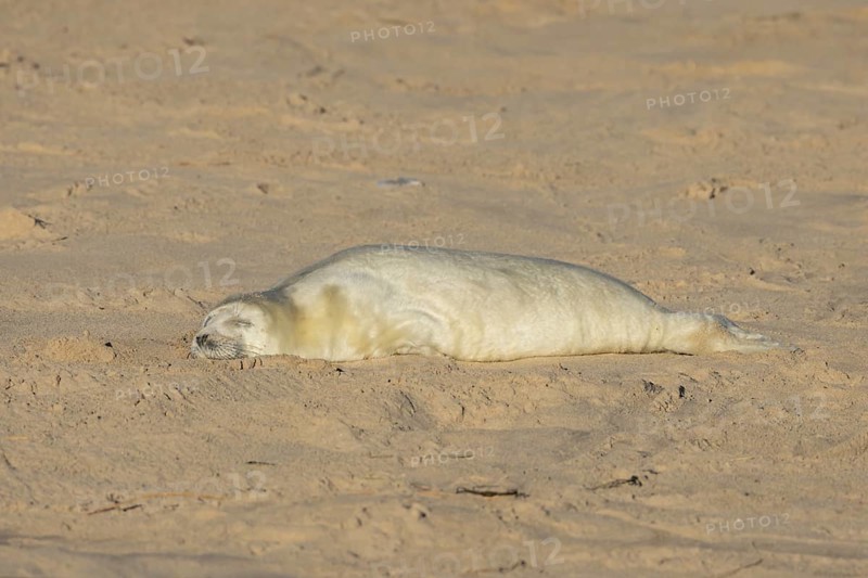Grey seal (Halichoerus grypus) juvenile baby pup animal sleeping on a sandy beach in winter, England, United Kingdom