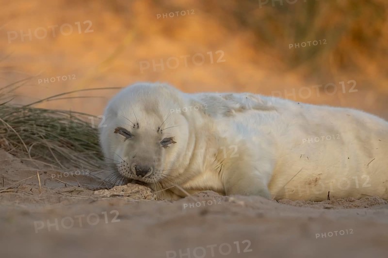 Grey seal (Halichoerus grypus) juvenile baby pup animal sleeping by a sand dune on a beach in winter, England, United Kingdom