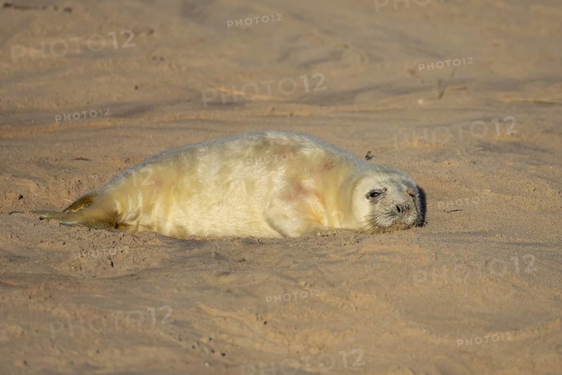 Grey seal (Halichoerus grypus) juvenile baby pup animal resting on a sandy beach in winter, England, United Kingdom