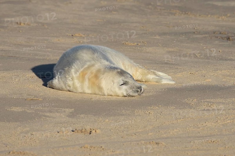 Grey seal (Halichoerus grypus) juvenile baby pup animal sleeping on a sandy beach in winter, England, United Kingdom