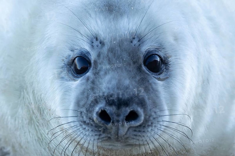 Grey seal (Halichoerus grypus) juvenile baby pup animal head portrait in winter, England, United Kingdom
