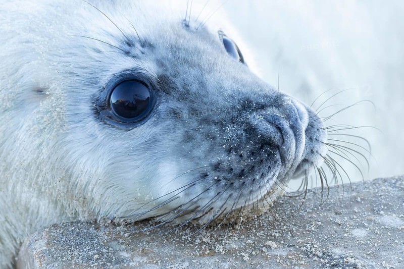 Grey seal (Halichoerus grypus) juvenile baby pup animal resting its head on a sea defence wall on a beach in winter, England, United Kingdom