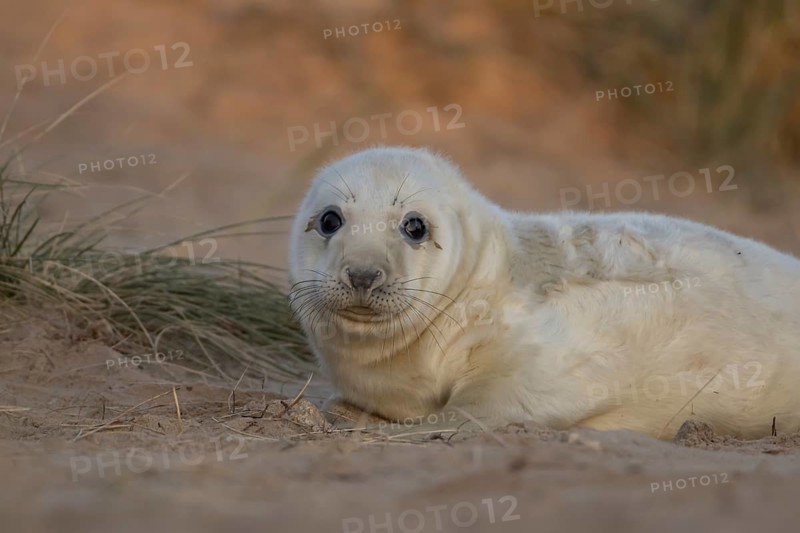 Grey seal (Halichoerus grypus) juvenile baby pup animal resting on a sand dune by a beach in winter, England, United Kingdom