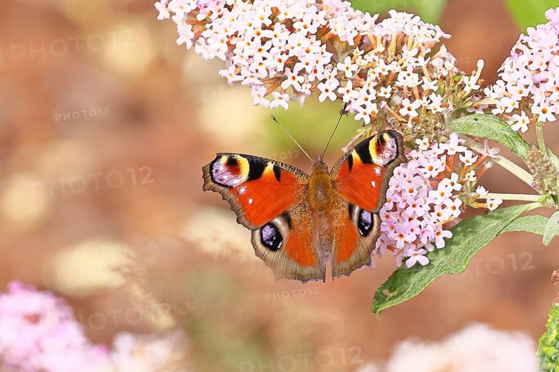 Peacock butterfly (Inachis io) sucking nectar on butterfly bush (Buddleja davidii), in a natural environment in the wild, close-up, wildlife, insects, butterflies, butterflies, Wilnsdorf, North Rhine-Westphalia, Germany