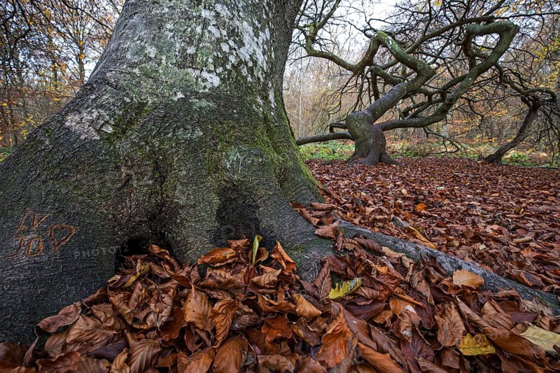 Süntelbuchen (Fagus sylvatica), cripple beeches, Hexenwald, Semper Forest Park, near Lietzow, Rügen, Mecklenburg-Western Pomerania, Germany