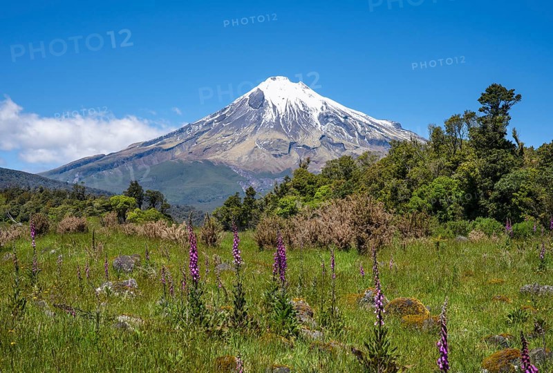 Mount Taranaki, in the foreground blooming foxglove (Digitalis purpurea) Egmont National Park, Taranaki Region, North Island, New Zealand