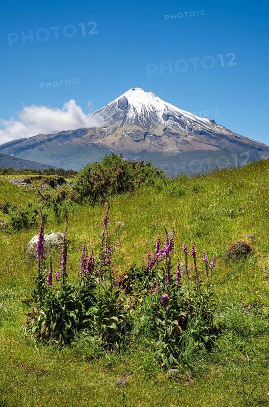 Mount Taranaki, in the foreground blooming foxglove (Digitalis purpurea) Egmont National Park, Taranaki Region, North Island, New Zealand
