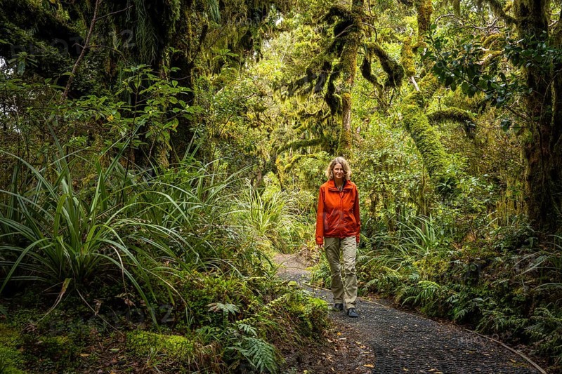 Female hiker on hiking trail in Goblin Forest, gnarled trees, ferns, mosses and lichens. Dawson Falls Walking Tracks, Egmont National Park, Taranaki Region, North Island, New Zealand
