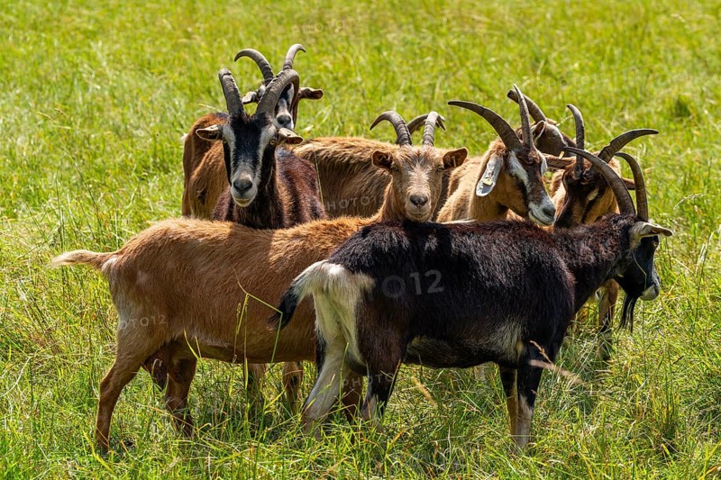 Domestic goats (Capra aegagrus) grazing in the Hullerbusch nature reserve, Carwitz, Feldberger Seenlandschaft, Mecklenburg Lake District in Mecklenburg-Western Pomerania, Germany