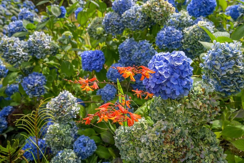 Blue hydrangea flowers, National Botanic Gardens, Kilmacurragh, Dunganstown, County Wicklow, Ireland