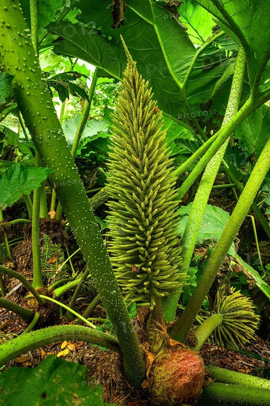 Inflorescence of mammoth leaf (Gunnera manicata), National Botanic Gardens, Kilmacurragh, Dunganstown, County Wicklow, Ireland