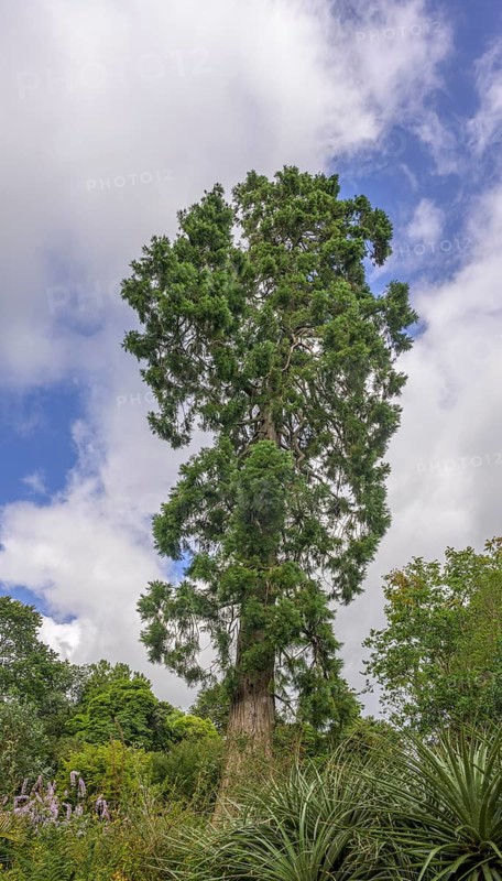Sequoia, National Botanic Gardens, Kilmacurragh, Dunganstown, County Wicklow, Ireland