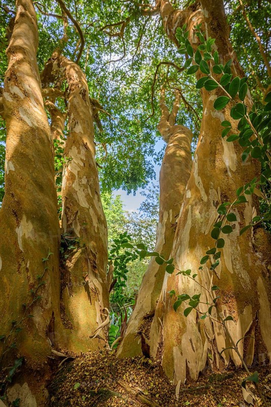 Luma Apiculata, National Botanic Gardens, Kilmacurragh, Dunganstown, Co. Wicklow, Ireland
