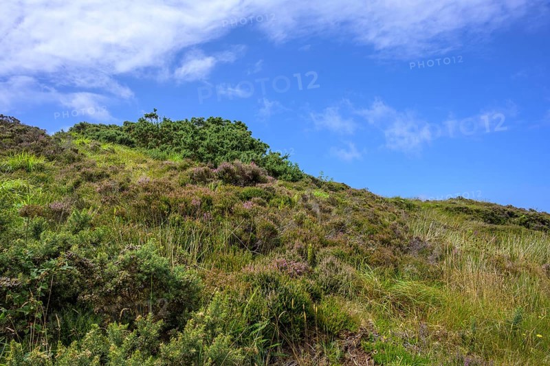 Vegetation along a hiking trail at Wild Nephin NP Visitor Center, Ballycroy, County Mayo, Ireland