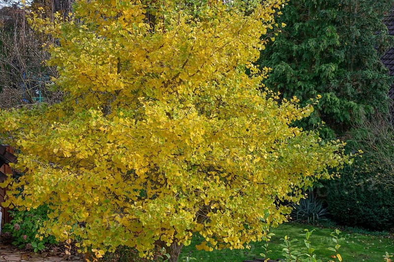 Ginkgo biloba tree (Ginkgo biloba) in autumn colour, Eckental, Middle Franconia, Bavaria, Germany